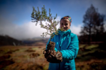 A volunteer holds a sapling. Photo by Desiree Martin/AFP via Getty Images