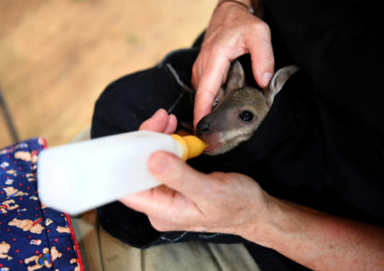 A kangaroo joey is fed at the emergency response wildlife shelter in Mallacoota, Victoria, Australia. Photo by Tracey Nearmy/Reuters