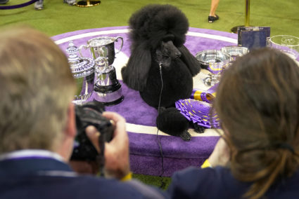 Siba the Standard Poodle, winner of Best in Show, poses with trophies and awards at the 2020 Westminster Kennel Club Dog Show at Madison Square Garden in New York City, New York. Photo by Carlo Allegri/Reuters