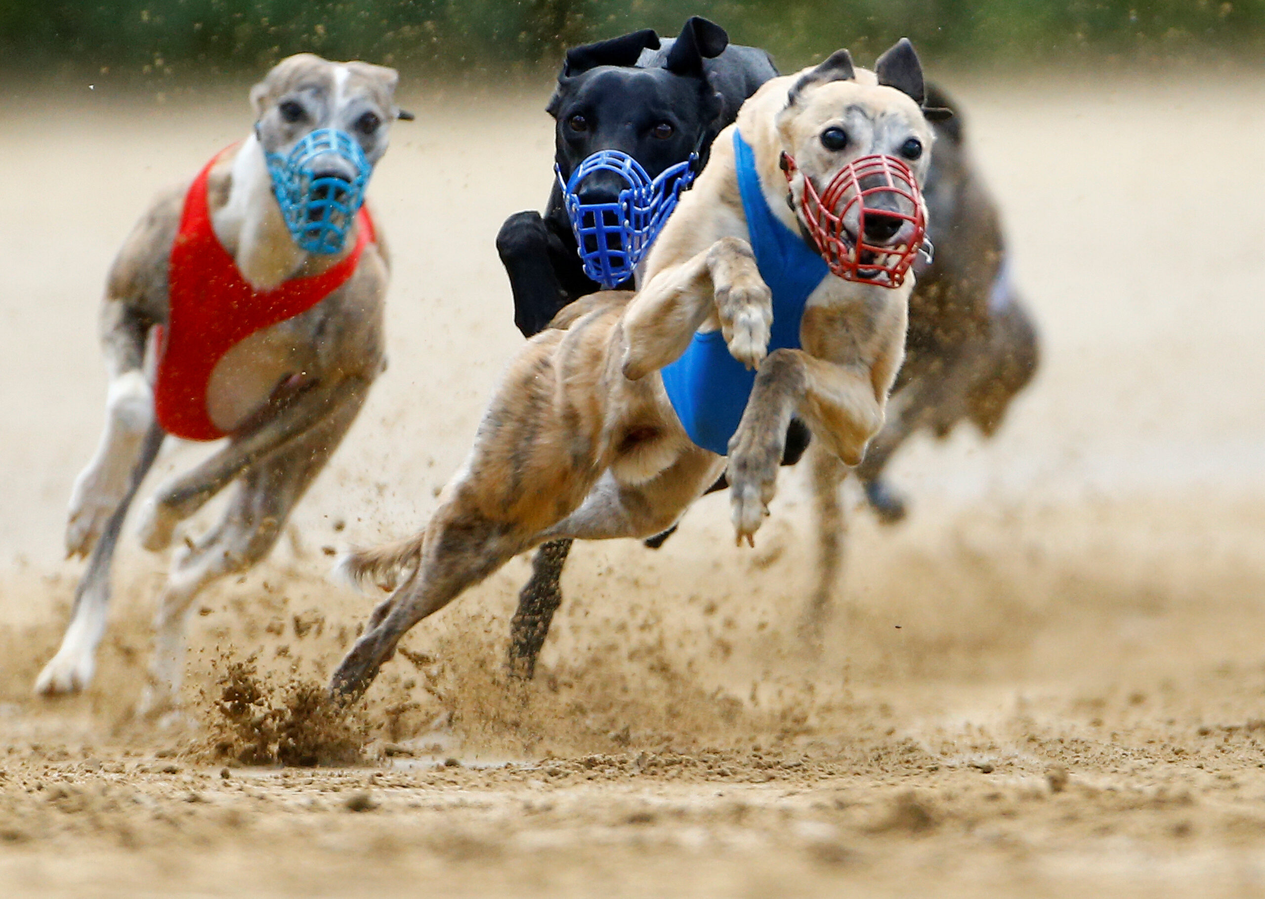 Dogs compete during an annual international dog race in Gelsenkirchen, Germany, June 9, 2019. Photo by Thilo Schmuelgen/REUTERS