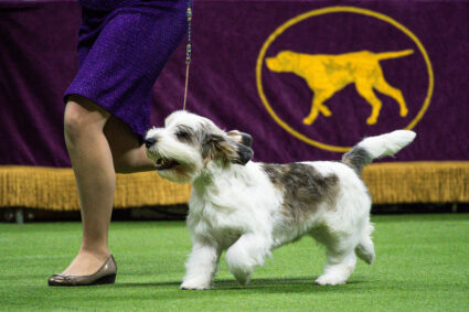 147th Westminster Kennel Club Dog Show at the USTA Billie Jean King National Tennis Center in New York